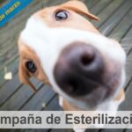 CAMPAÑAESTERILIZACION