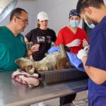 ESTERILIZACONDEMASCOTAS