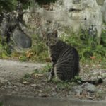 MASCOTASYANIMALESDEGRANJA