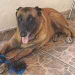 AYUDEMOSAREXMASCOTA1