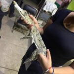 VECINOSCAPTURANCOCODRILO