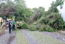 Respuesta Inmediata del Ayuntamiento de Colima Tras Lluvia: Atienden Árboles Caídos en Varios Puntos de la Ciudad