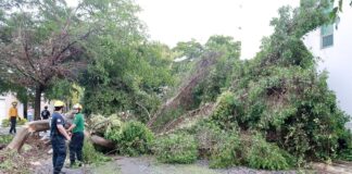Respuesta Inmediata del Ayuntamiento de Colima Tras Lluvia: Atienden Árboles Caídos en Varios Puntos de la Ciudad