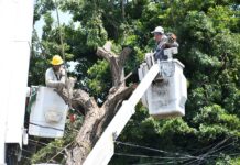 Ayuntamiento de Colima y CFE Retiran Árbol en Riesgo en la Colonia Infonavit-La Estancia
