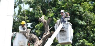 Ayuntamiento de Colima y CFE Retiran Árbol en Riesgo en la Colonia Infonavit-La Estancia