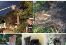 EPC y PC Colima Eliminan Enjambre de Abejas en el Jardín Libertad