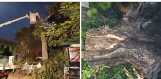 EPC y PC Colima Eliminan Enjambre de Abejas en el Jardín Libertad