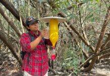 Estudian Escarabajos Que Podrían Atacar a Manglares