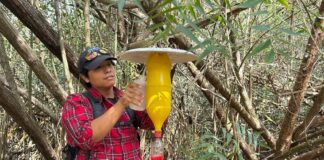 Estudian Escarabajos Que Podrían Atacar a Manglares