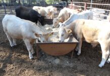 Subseder Pide a Productores Pecuarios y Propietarios de Animales Vacunarlos Contra la Rabia