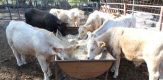 Subseder Pide a Productores Pecuarios y Propietarios de Animales Vacunarlos Contra la Rabia