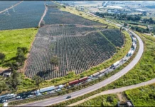 Agricultores Liberan Carreteras Tras Acuerdo Por Precio Del Maíz