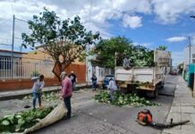 Colima Se Ve y Se Siente Mejor: Continúan Las Labores De Limpieza y Poda En Toda La Ciudad
