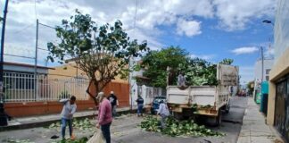 Colima Se Ve y Se Siente Mejor: Continúan Las Labores De Limpieza y Poda En Toda La Ciudad