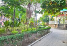 Continua Gobierno de Riult Rivera Con Los Trabajos de Poda y Embellecimiento en Parques y Jardines de la Capital