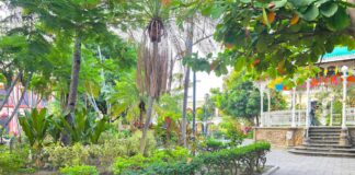 Continua Gobierno de Riult Rivera Con Los Trabajos de Poda y Embellecimiento en Parques y Jardines de la Capital