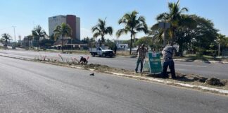 Cuadrilla de Parques y Jardines Realiza Labores de Limpieza en el Tercer Anillo Periférico