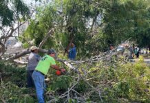 Retira personal del Ayuntamiento de Colima Árbol Caído Por Quema de Maleza en Propiedad Privada