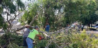 Retira personal del Ayuntamiento de Colima Árbol Caído Por Quema de Maleza en Propiedad Privada