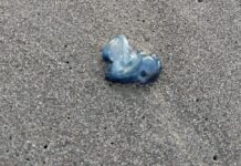 Alerta PC Colima Por Presencia de Fragata Portuguesa en Playas de Cuyutlán y Olas Altas