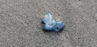 Alerta PC Colima Por Presencia de Fragata Portuguesa en Playas de Cuyutlán y Olas Altas