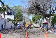 Riult Rivera Cumple Compromiso Con Vecinos de Lomas de Circunvalación y Realiza Poda de Árboles en la Calle Primo de Verdad