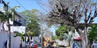 Riult Rivera Cumple Compromiso Con Vecinos de Lomas de Circunvalación y Realiza Poda de Árboles en la Calle Primo de Verdad