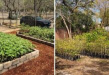 El Vivero Municipal de Colima: Un Pulmón Verde Para la Ciudad