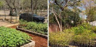 El Vivero Municipal de Colima: Un Pulmón Verde Para la Ciudad