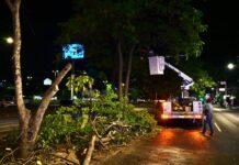 Gobierno de Riult Rivera Inicia Trabajos de Poda y Mantenimiento en Camellones de Avenida Felipe Sevilla del Río