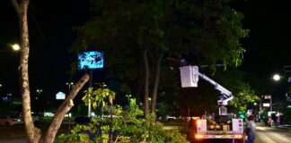 Gobierno de Riult Rivera Inicia Trabajos de Poda y Mantenimiento en Camellones de Avenida Felipe Sevilla del Río