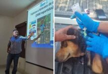 Ayuntamiento de Colima Actúa Con Prontitud Ante Casos de Gusano Barrenador
