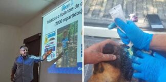 Ayuntamiento de Colima Actúa Con Prontitud Ante Casos de Gusano Barrenador