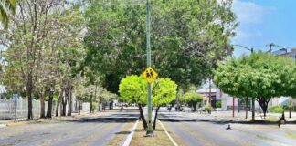 Mejora Gobierno de Riult Rivera Imagen Urbana en Principales Avenidas de Colima