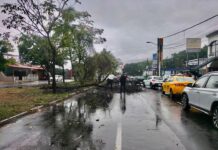 Policia Municipal de Colima Atiende Árbol Caído en Genoveva Sánchez y Avenida Tecnológico