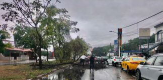 Policia Municipal de Colima Atiende Árbol Caído en Genoveva Sánchez y Avenida Tecnológico