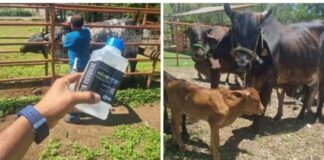 Ayuntamiento de Colima Refuerza la Atención Contra el Gusano Barrenador