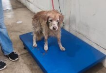 Rescata Unidad Municipal de Protección Civil, Perrito Que Era Arrastrado Por la Corriente Del Río