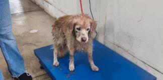 Rescata Unidad Municipal de Protección Civil, Perrito Que Era Arrastrado Por la Corriente Del Río