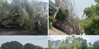 Tres Árboles y un Poste Caído, Saldo Preliminar Del Ventarrón en Villa de Álvarez