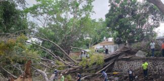 Siempre Atentos a la Denuncia de la Ciudadana: Ayuntamiento Atiende Árbol Caído Que Obstruía el Río Verde