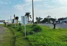 Continúan Labores Permanentes de Poda y Limpieza en Las Principales Avenidas de Colima