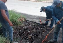 Cuadrillas de Mantenimiento Intensifican el Desazolve de Alcantarillas en Todo el Municipio de Colima